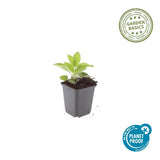 Rudbeckia Goldsturm en godet - Rudbeckia fulgida - H 10-25 cm, pot Ø9 cm - photo 2