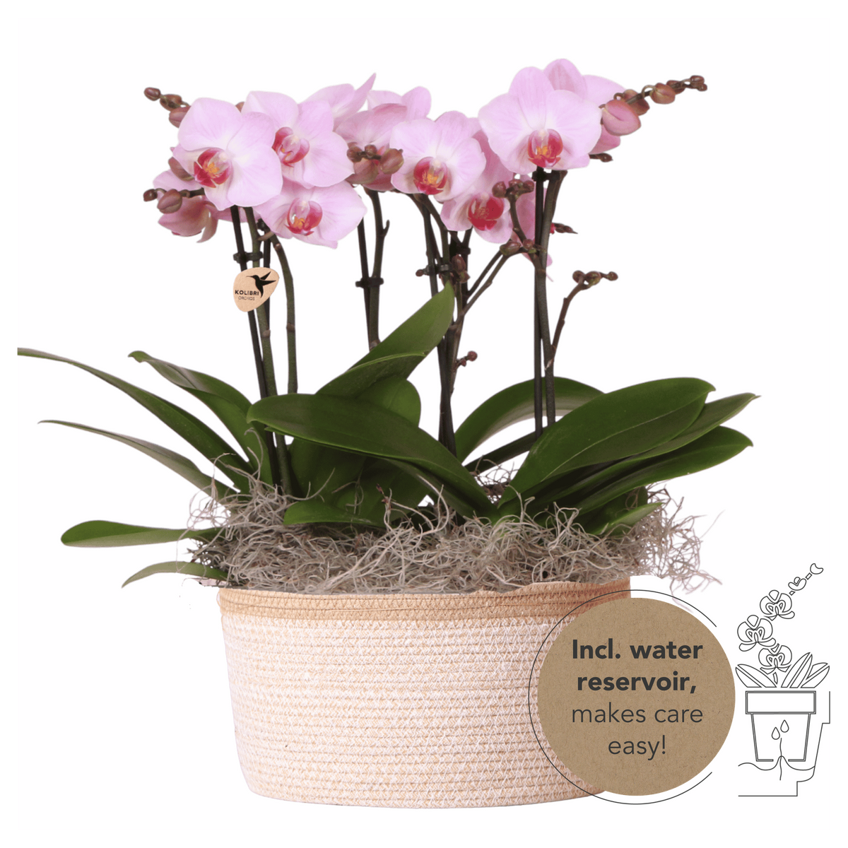 Orchidées Phalaenopsis roses Mineral Antwerpen - bouquet de 3 en panier Cotton