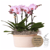 Orchidées Phalaenopsis roses Mineral Antwerpen - bouquet de 3 en panier Cotton
