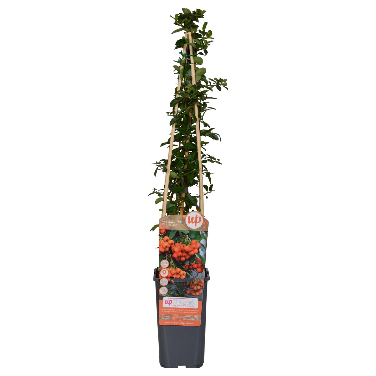 Buisson ardent Orange Glow - Pyracantha - H 65 cm, pot Ø15 cm