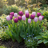 Tulipe Prince en mélange - calibre 11/16