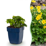 Faux-fraisier - Waldsteinia ternata - H 15-25 cm, pot Ø11 cm