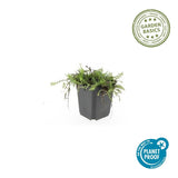 Cotule en godet - Leptinella squalida - H 10-25 cm, pot Ø9 cm - photo 3