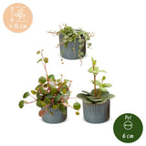 Baby Peperomia avec cache-pots Linnea bleu brume - Hope, Pepperspot et prostrata - lot de 3