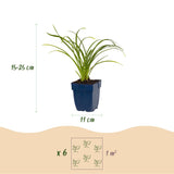 Hémérocalle naine Stella d'Oro - H 15-25 cm, pot Ø11 cm