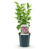 Lilas Michel Buchner - H 45 cm, pot Ø17 cm