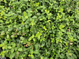 Fusain rampant Minimus en godet - Euonymus fortunei - H 10-25 cm, pot Ø9 cm - photo 6