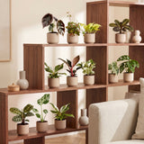 Box surprise baby plantes tropicales - lot de 12 mini plantes