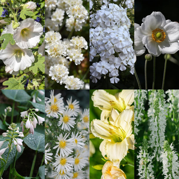 Kit de vivaces à fleurs blanches - 24 plants pour 3 m²