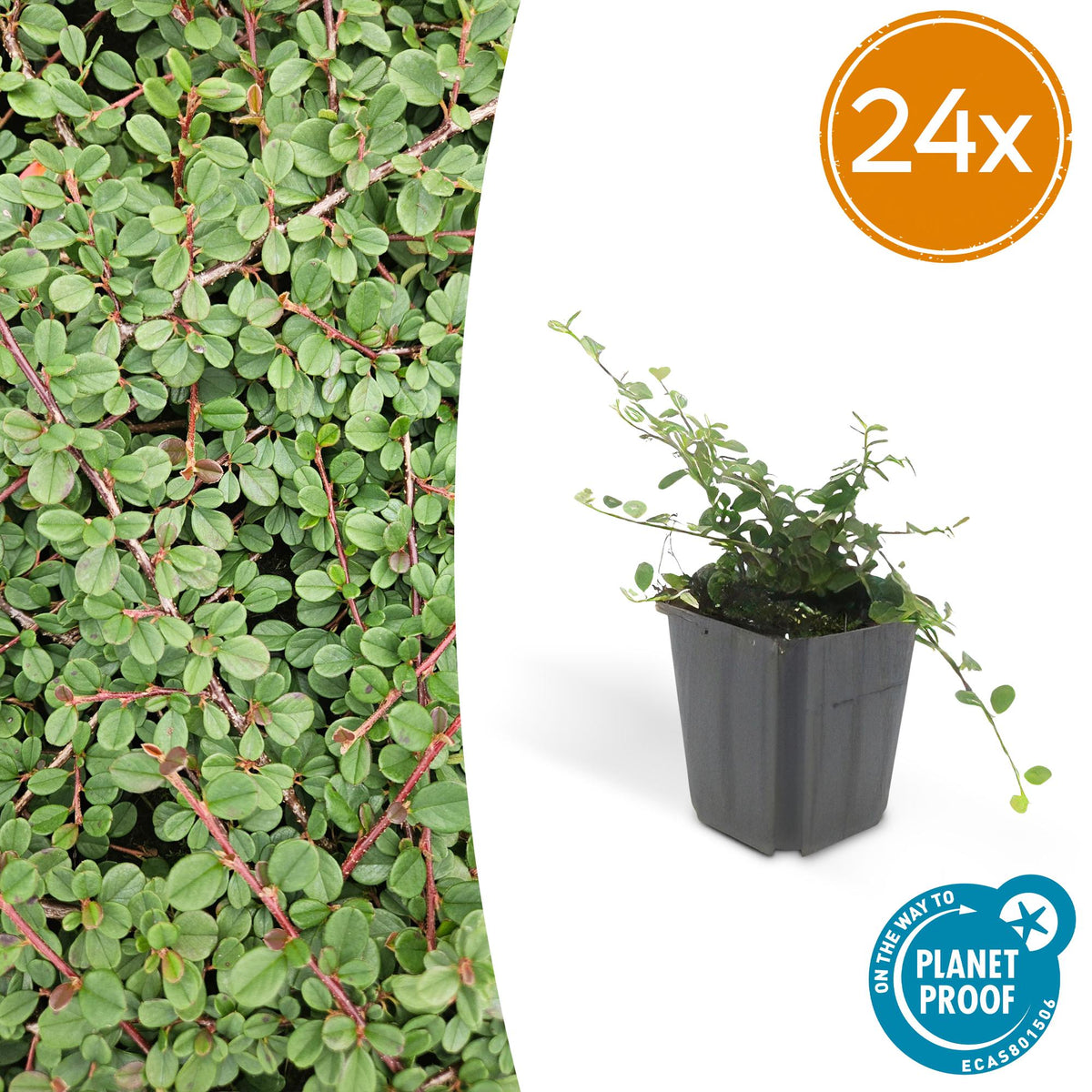 Cotonéaster Queen of Carpets en godet - Cotoneaster procumbens - H 10-25 cm, pot Ø9 cm