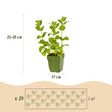 Kit de vivaces aromatiques à tisane - 24 plants pour 3 m² - H 25 cm, pot Ø11 cm