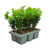 Buis NewGen Freedom en godet - 24 plants - H 15 cm, pot Ø7 cm