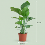 Strelitzia Nicolai – Arbre oiseau de paradis | Pot 19 cm, Hauteur 90 cm