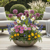 Mélange de bulbes à fleurs pour le jardin - calibre 10/12
