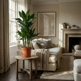 Dracaena Janet Craig – Dracanea d'intérieur