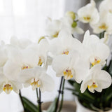 Orchidée Phalaenopsis blanche Mineral Amabilis et succulente - coffret Le Chic or - pot Ø9 cm