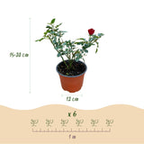Rosier couvre-sol Red Fairy - Rosier polyantha rouge - H 20-25 cm, pot Ø12 cm