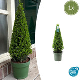 Houx du Japon en pyramide - Ilex crenata - H 55 cm, pot Ø21 cm