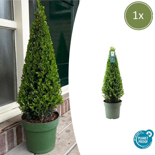 Houx du Japon en pyramide - Ilex crenata