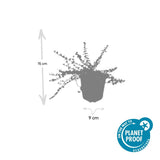 Fusain rampant Minimus en godet - Euonymus fortunei - H 10-25 cm, pot Ø9 cm - photo 4