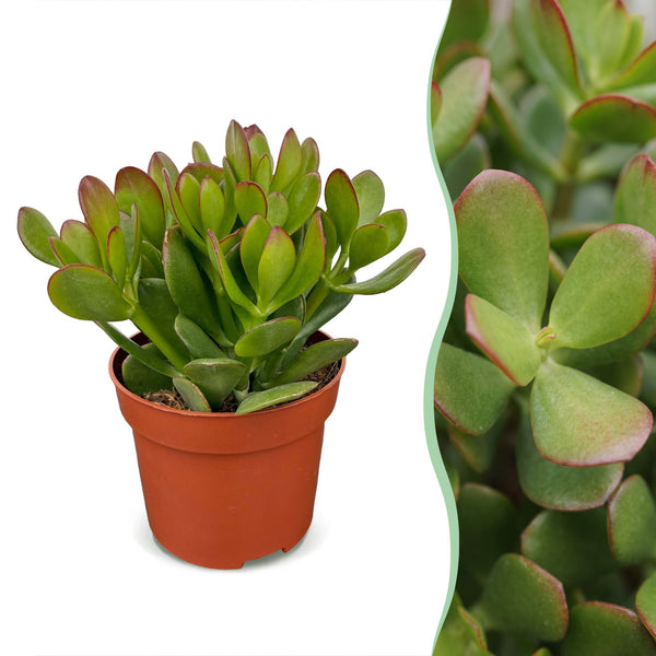 Arbre de jade - Crassula ovata - H 16 cm, pot Ø12 cm
