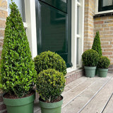 Houx du Japon en pyramide - Ilex crenata - H 55 cm, pot Ø21 cm