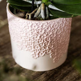 Orchidée Phalaenopsis rose Mineral Antwerpen - cache-pot Bloom rose et boîte cadeau - pot Ø9 cm