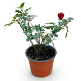 Rosier couvre-sol Red Fairy - H 20-25 cm, pot Ø12 cm
