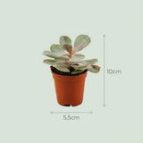 Collection mini cactus & succulentes x15 – Pots terracotta inclus