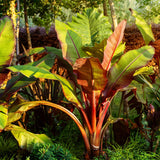 Bananier d'Abyssinie rouge Maurelii - Ensete ventricosum - 6 plants - H 40 cm, pot Ø17 cm