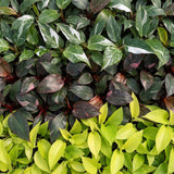 Baby Philodendron avec cache-pots Linnea bleu brume - Pink Princess, White Princess et Neon - lot de 3