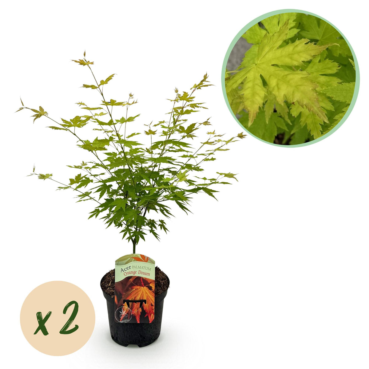 Érables du Japon Orange Dream - 2 plants - H 70 cm, pot Ø19 cm