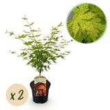 Érables du Japon Orange Dream - 2 plants - H 70 cm, pot Ø19 cm