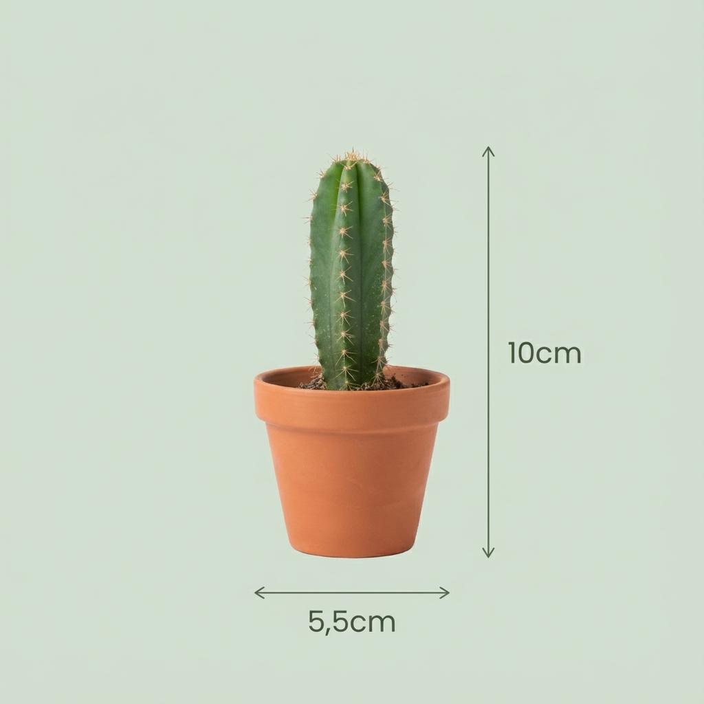 Mini cactus mix – Pots terracotta