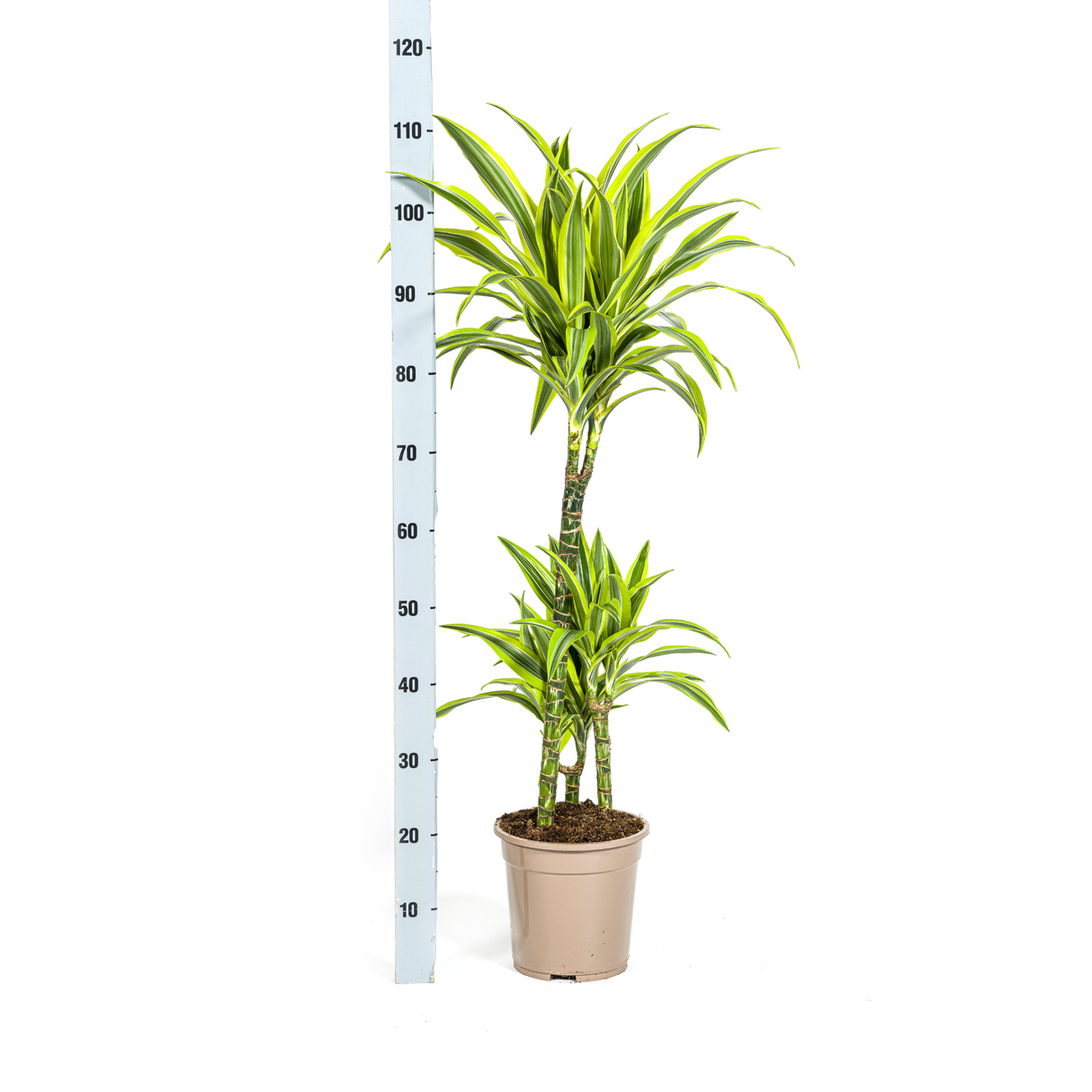 Dracaena Lemon Lime avec cache-pot