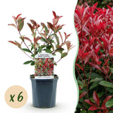 Photinia Carré Rouge - H 55 cm, pot Ø17 cm