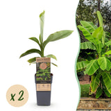 Bananier du Japon - Musa basjoo - 2 plants - H 50 cm, pot Ø15 cm