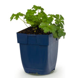 Géranium vivace Czakor - H 15-25 cm, pot Ø11 cm