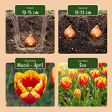 Tulipe triomphe en mélange - calibre 11/17
