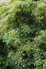Hortensia grimpant - Hydrangea anomala subsp. petiolaris - H 65 cm, pot Ø15 cm
