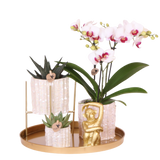 Orchidée Phalaenopsis blanche Mineral Gibraltar et 2 succulentes - coffret Oyster