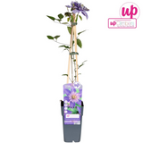 Clématite Multi Blue - Clématite bleue à fleurs doubles - H 65 cm, pot Ø15 cm