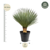 Yucca Rostrata - 100 - 120 cm - Ø40