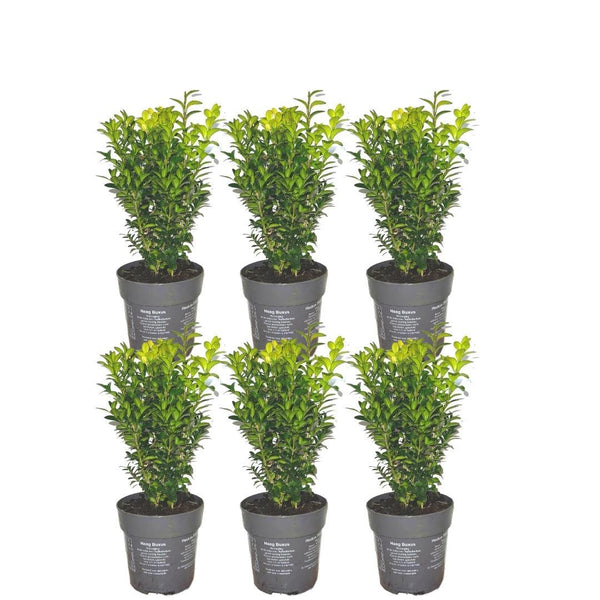 Buis commun pour haie - Buxus sempervirens - 6 plants