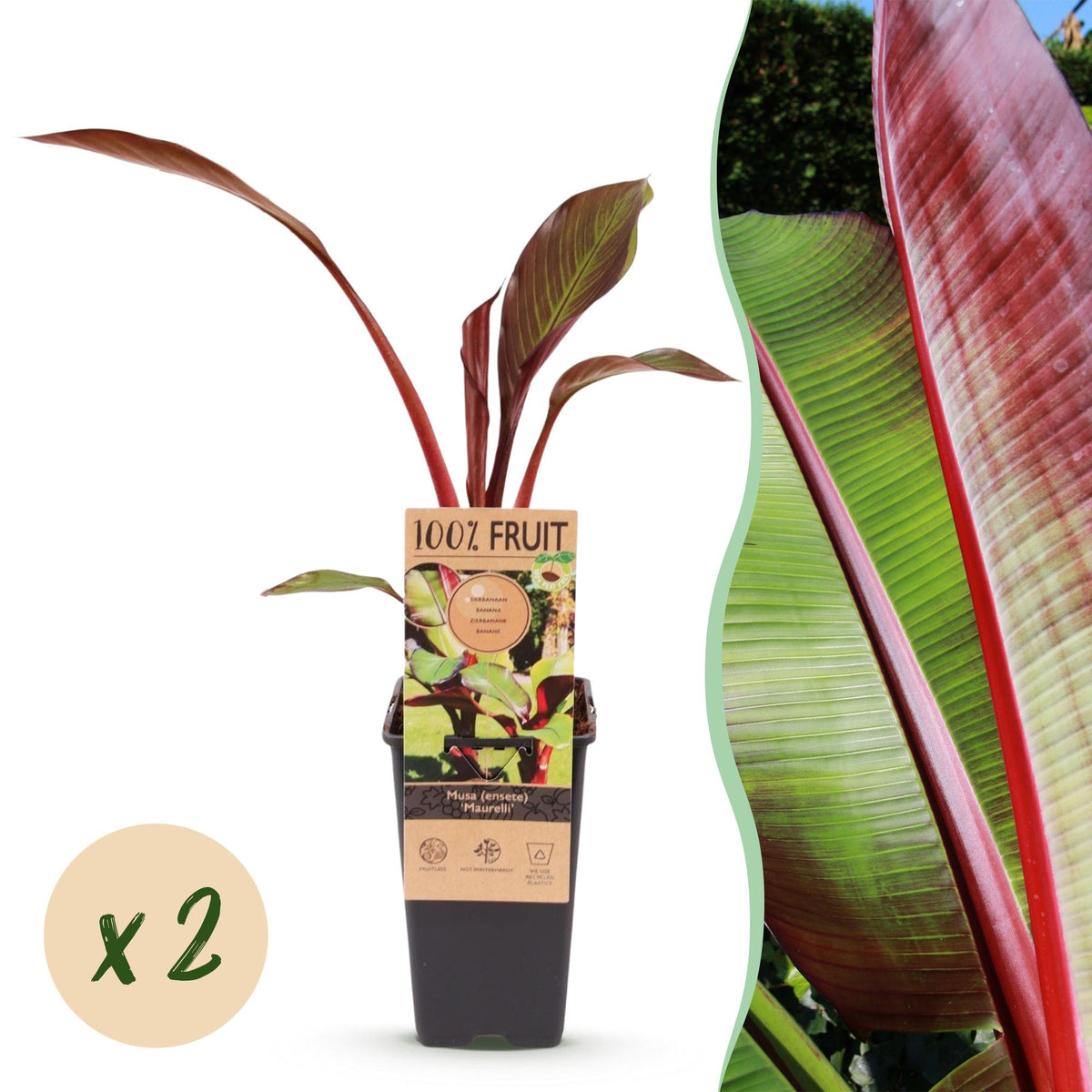 Bananier rouge d'Abyssinie Maurelii - H 50 cm, pot Ø15 cm