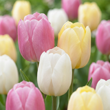 Tulipe en mélange Sorbet