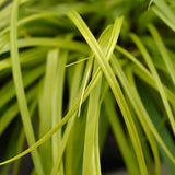 Carex Everillo - 4 plants - H 50 cm, pot Ø17 cm