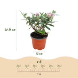 Buddleia Butterfly Candy Little Pink - H 20-25 cm, pot Ø12 cm