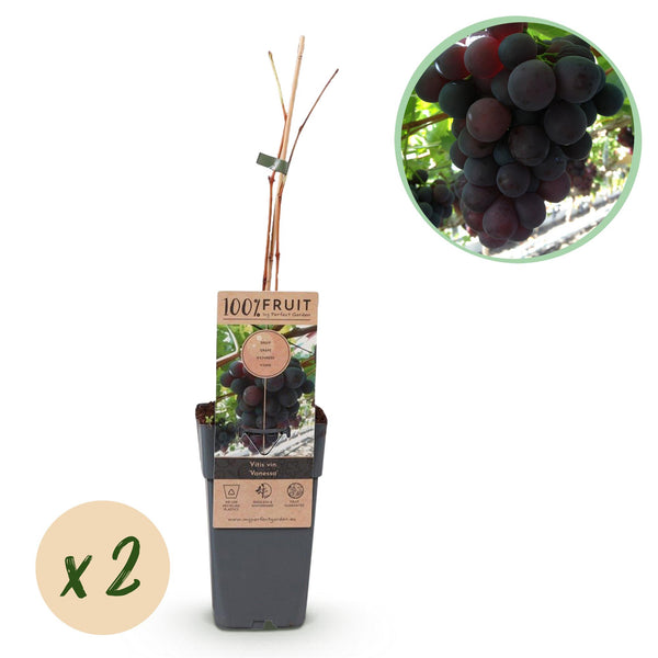 Vigne Vanessa raisin rouge sans pépins - Vitis vinifera - 2 plants