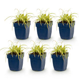 Laîche Evergold - Carex oshimensis - H 15-25 cm, pot Ø11 cm - photo 2